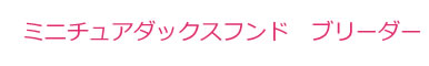 ミニチュアダックスフンド ブリーダー